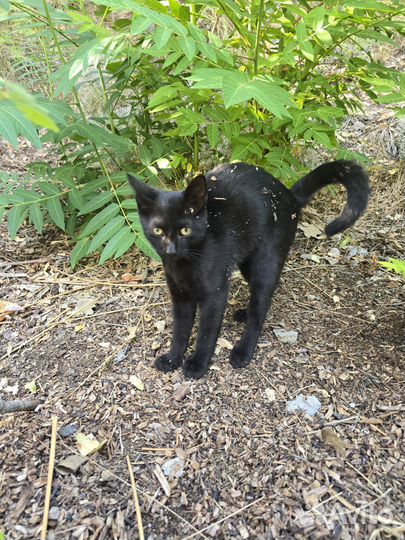 Котенок в добрые руки бесплатно