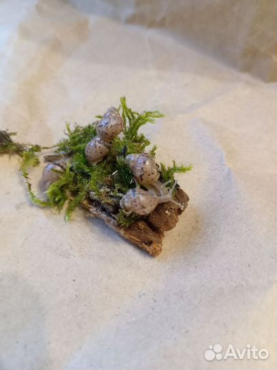 Улитки ахатины