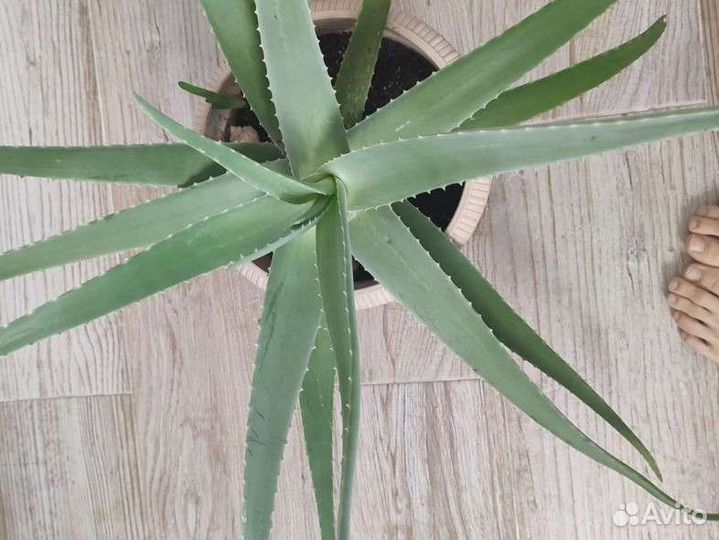 Алоэ вера настоящий крупный