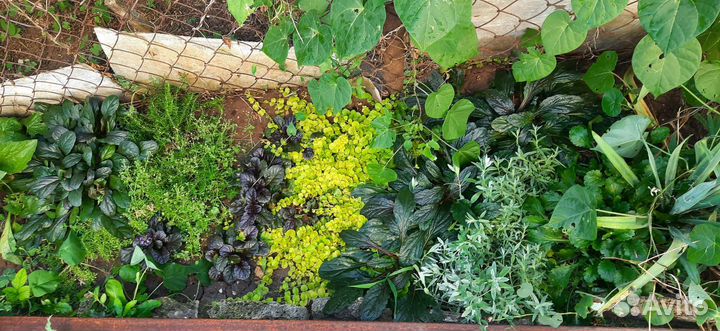 Молодило,седумы и другие