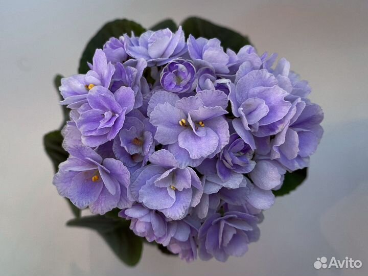 Набор сортовых фиалок