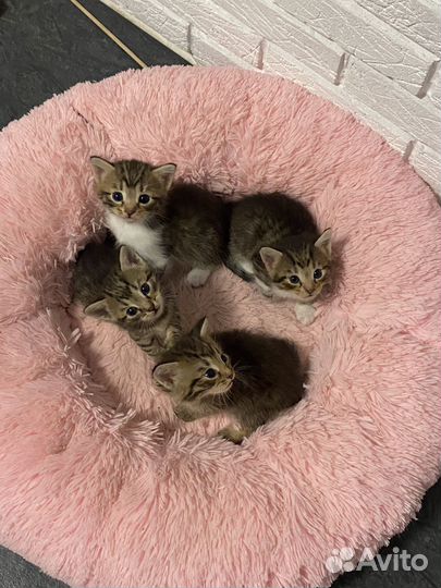 Кошка в дар бесплатно