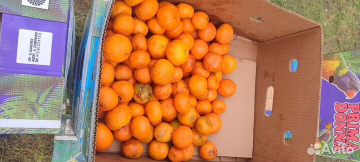 Апельсины, мандарины, яблоки