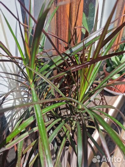 Пальма драцена