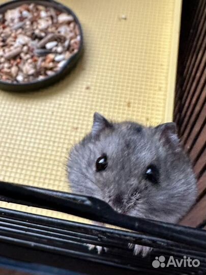 Хомяки с клеткой (полный комплект)