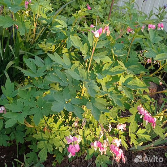 Цветы для сада