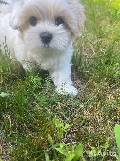 Мальтийская болонка девочка