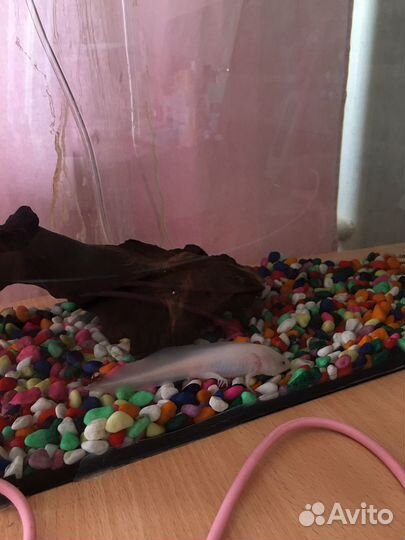 Аксолотль с аквариумом и всеми комплектующими