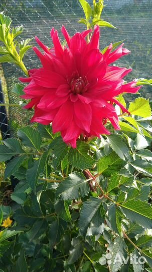 Георгины клубни