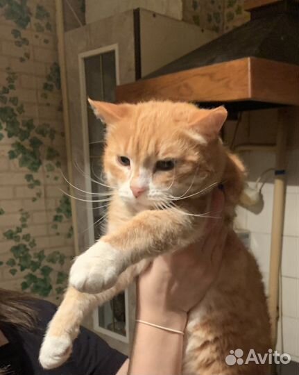 Отдам кота в добрые руки