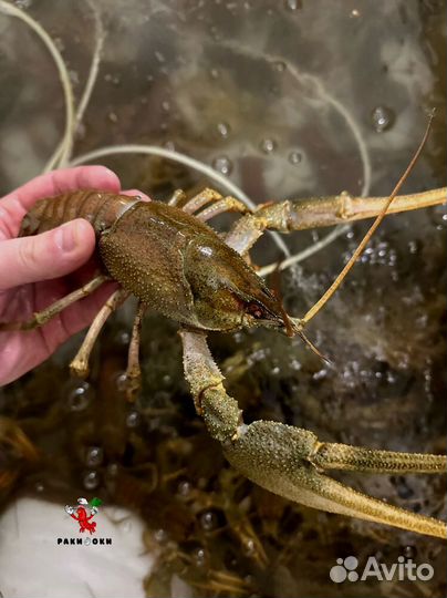 Раки для пикника от 3 кг