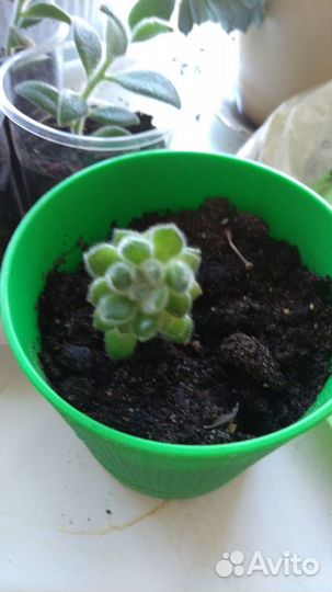 Продам кактусы и суккуленты