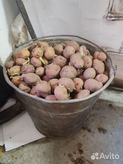 Семенной картофель