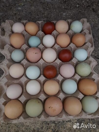 Цветное яйцо породных кур