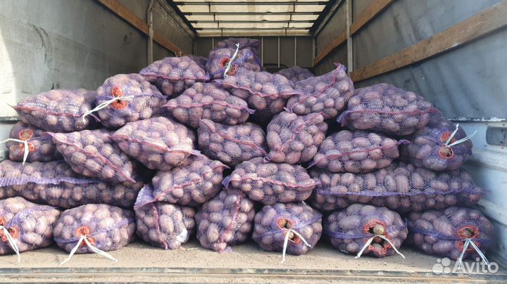 Катофель красный оптом от 20 тонн