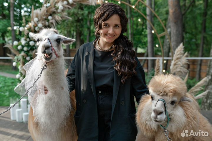 Свадебный координатор