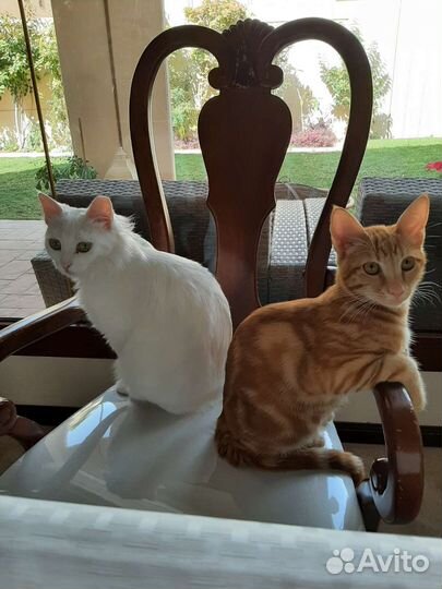 Ангорская белая кошка