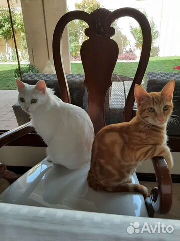 Ангорская белая кошка