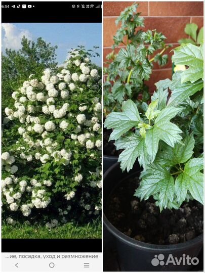 Калина бульденеж