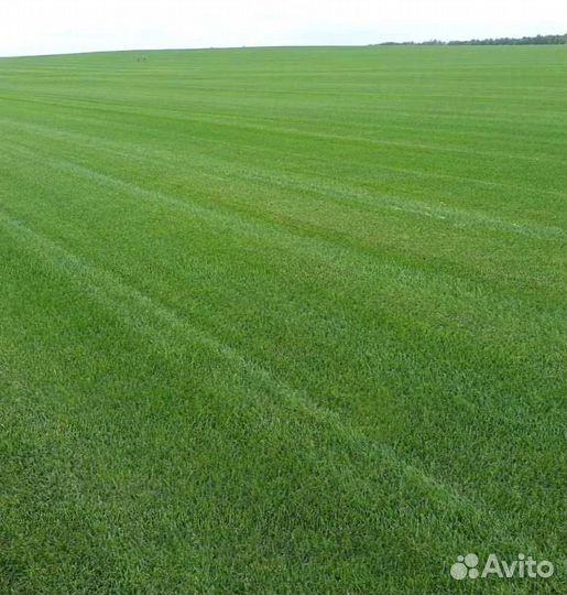 Газон, укладка рулонного газоны