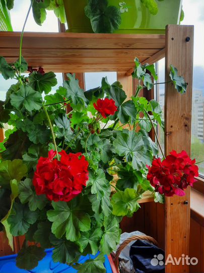 Пеларгония герань сортовая