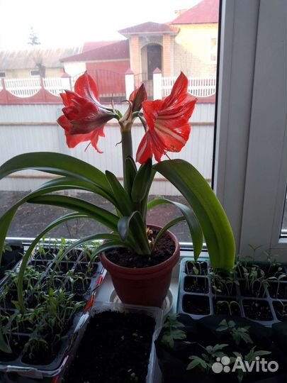 Гиппиаструм