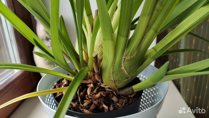 Орхидея цимбидиум взрослая