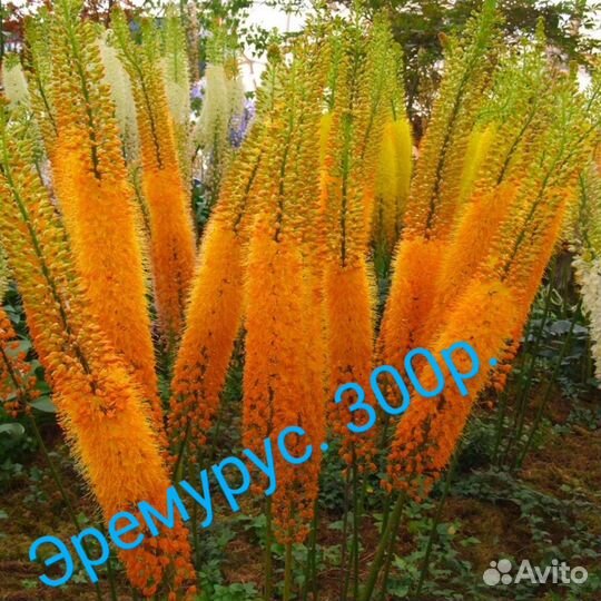 Растения для сада