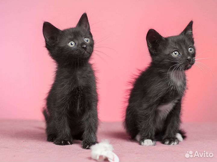 Котик 2 мес в дар