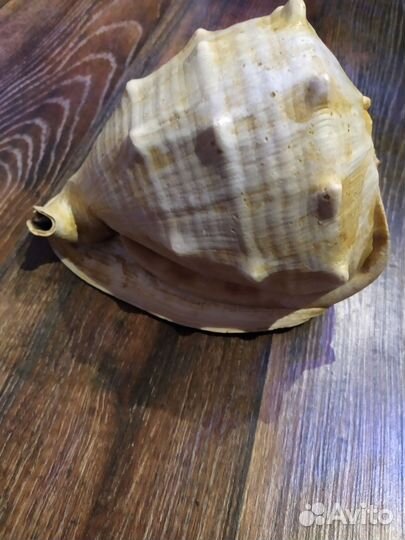 Большая морская раковина