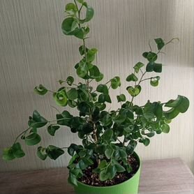 Фикус Барок (Ficus benjamina «Barok»)