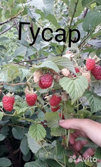 Саженцы малины