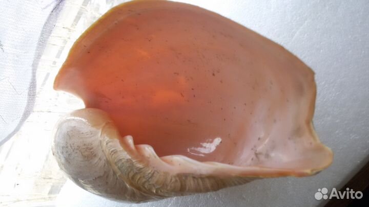 Раковина из океана