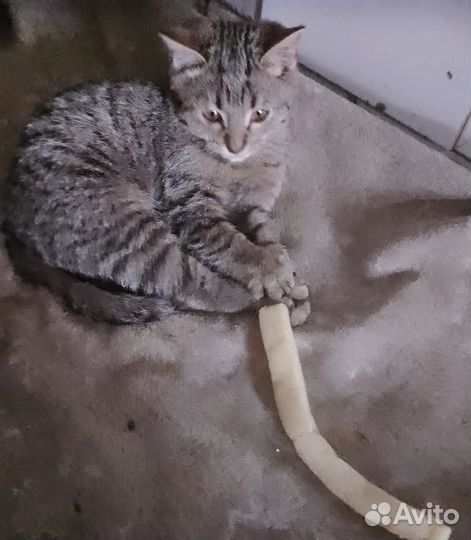 Котенок в добрые руки