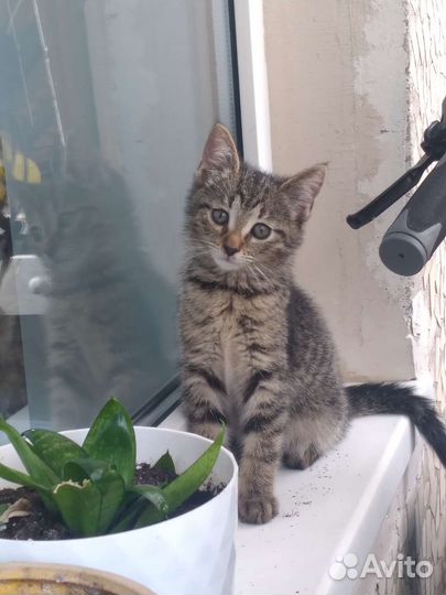 Малыш ищет дом