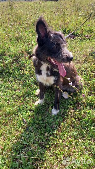 Собачка Клякса