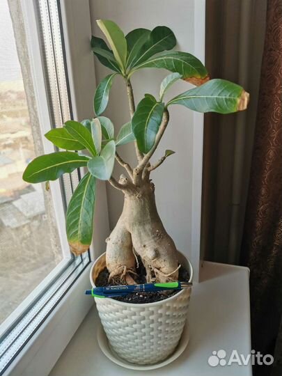 Адениум Thai socotranum