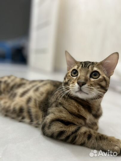 Бенгальская Кошка