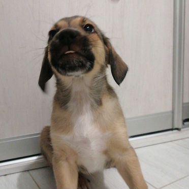 Бойкин-спаниель, щенок