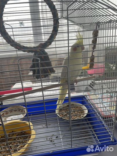 Продам Кореллу