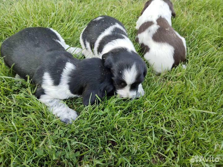 Щенки Русского спаниеля