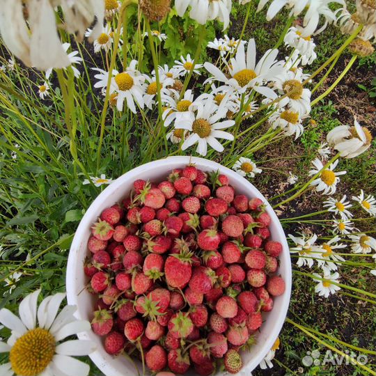 Земклубника Пенелопа рассада в стаканах и усы