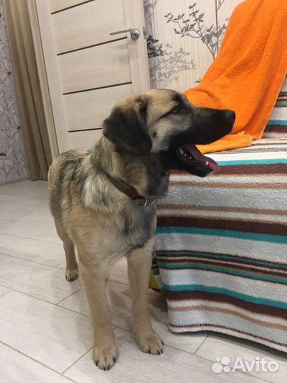 Мона - собака необыкновенной красоты в добрые руки