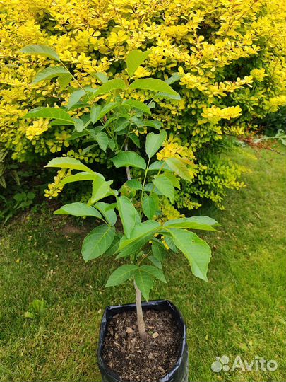 Саженцы грецкого ореха идеал