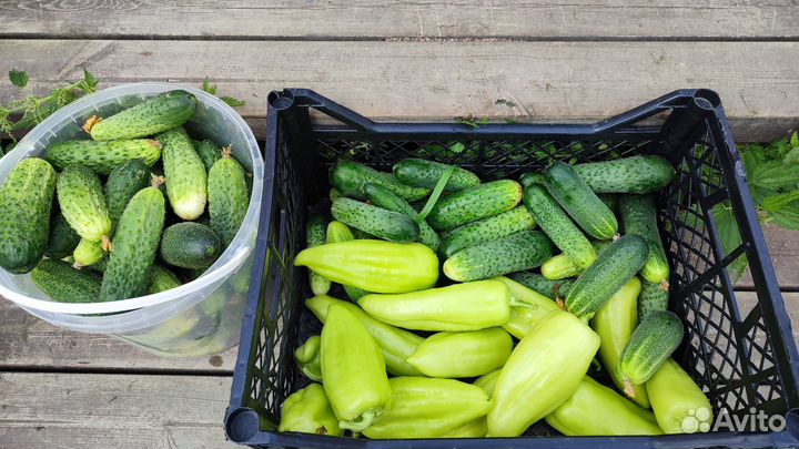 Огурцы домашние