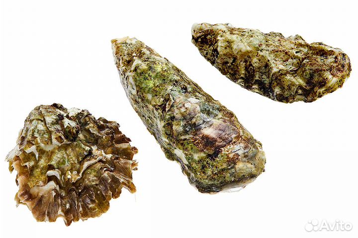 Живые устрицы оптом