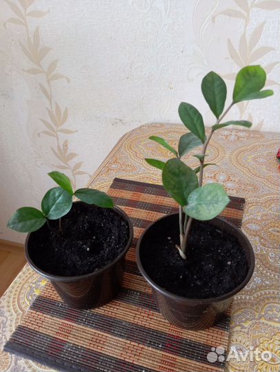 Замиокулькас