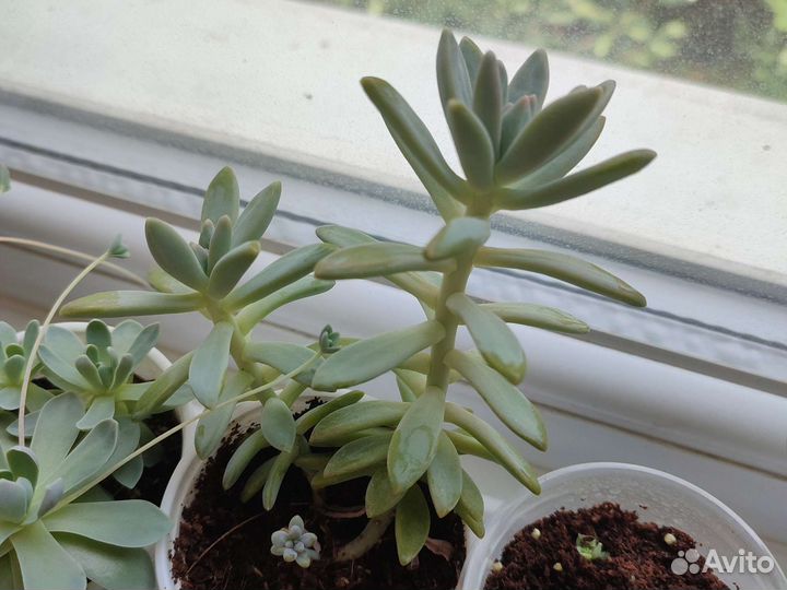 Седум аврора