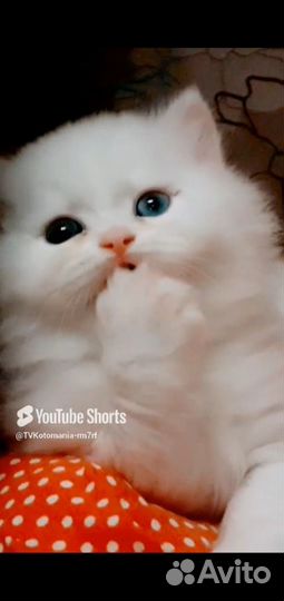 Эксклюзивная разноглазая куколка