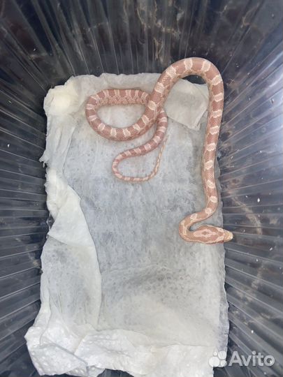 Маисовый полоз